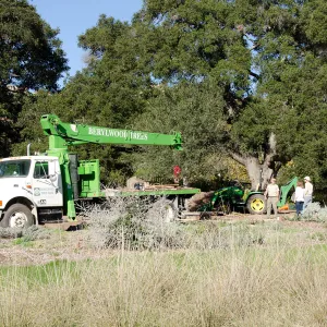 New oaks arrive at SBBG, Meadow Oaks 