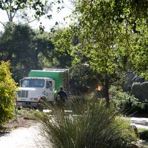 New oaks (Coastal Live Oak) arrive at SBBG, Meadow Oaks 