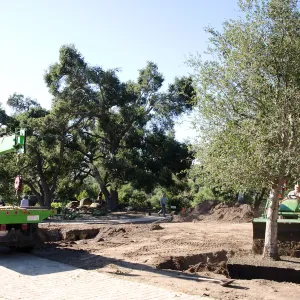 New oaks (Coastal Live Oak) arrive at SBBG, Meadow Oaks 