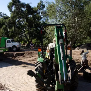 New oaks (Coastal Live Oak) arrive at SBBG, Meadow Oaks 
