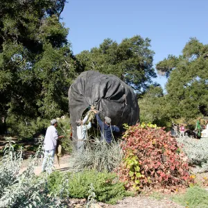 New oaks (Coastal Live Oak) arrive at SBBG, Meadow Oaks 