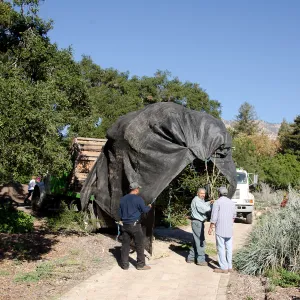 New oaks arrive at SBBG, Meadow Oaks 