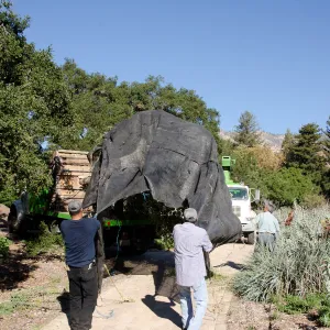 New oaks arrive at SBBG, Meadow Oaks 