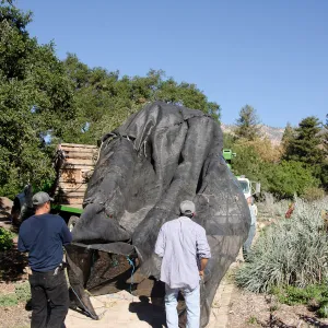 New oaks (Coastal Live Oak) arrive at SBBG, Meadow Oaks 