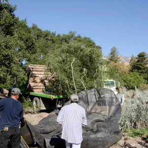 New oaks arrive at SBBG, Meadow Oaks 