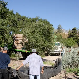New oaks (Coastal Live Oak) arrive at SBBG, Meadow Oaks 