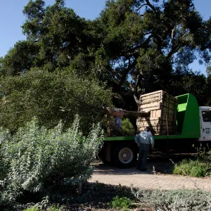 New oaks (Coastal Live Oak) arrive at SBBG, Meadow Oaks 
