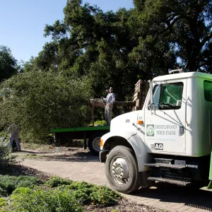 New oaks (Coastal Live Oak) arrive at SBBG, Meadow Oaks 