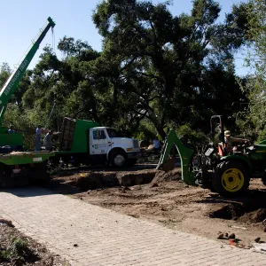 New oaks (Coastal Live Oak) arrive at SBBG, Meadow Oaks 