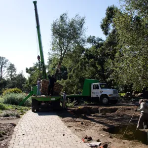 New oaks (Coastal Live Oak) arrive at SBBG, Meadow Oaks 