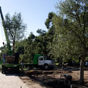 New oaks (Coastal Live Oak) arrive at SBBG, Meadow Oaks 