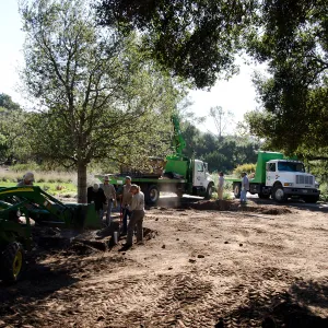 New oaks (Coastal Live Oak) arrive at SBBG, Meadow Oaks 