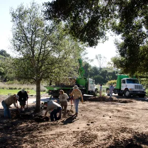 New oaks (Coastal Live Oak) arrive at SBBG, Meadow Oaks 