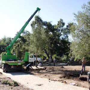 New oaks (Coastal Live Oak) arrive at SBBG, Meadow Oaks 