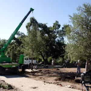 New oaks (Coastal Live Oak) arrive at SBBG, Meadow Oaks 