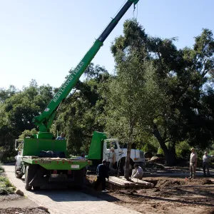 New oaks (Coastal Live Oak)arrive at SBBG, Meadow Oaks 
