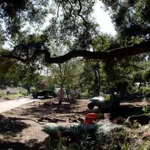 New oaks (Coastal Live Oak) arrive at SBBG, Meadow Oaks 