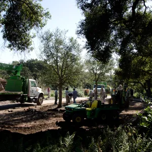 New oaks (Coastal Live Oak) arrive at SBBG, Meadow Oaks 