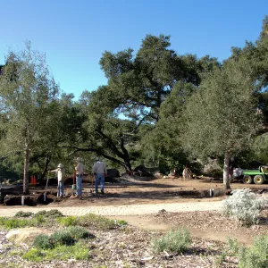 New oaks (Coastal Live Oak) arrive at SBBG, Meadow Oaks 