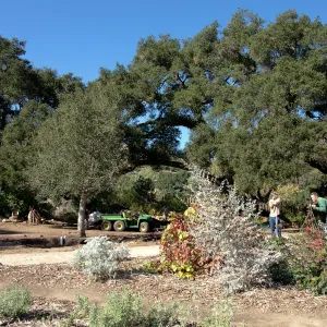 New oaks (Coastal Live Oak) arrive at SBBG, Meadow Oaks 