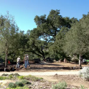 New oaks (Coastal Live Oak) arrive at SBBG, Meadow Oaks 
