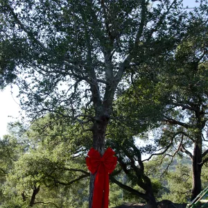 Red ribbons, new oaks arrive at SBBG, Meadow Oaks 