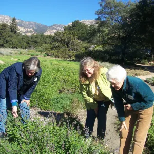 California Naturalists, SBBG, Judy Sanregret, Susan Davidson, Cathy Rose