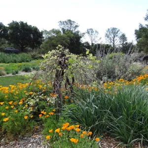 Wildflowers in the Meadow border
