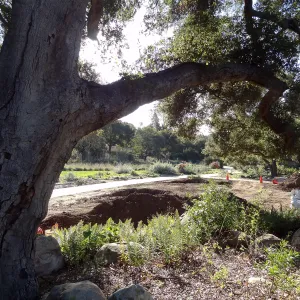 New oaks arrive at SBBG, Meadow Oaks 