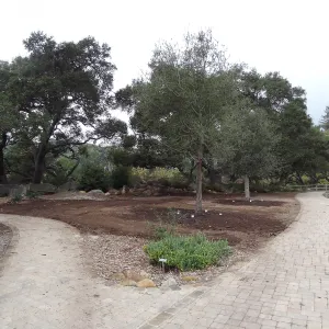 new oaks, Meadow Oaks