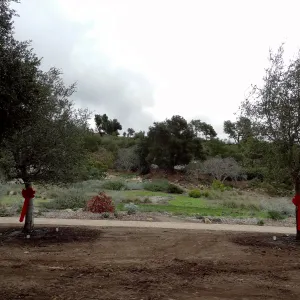 Red ribbons, new oaks (Coastal Live Oak) arrive at SBBG, Meadow Oaks 