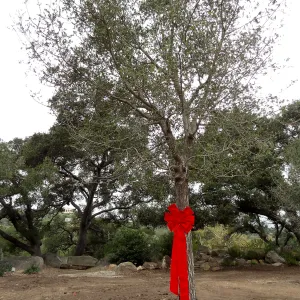 Red ribbons, new oaks (Coastal Live Oak) arrive at SBBG, Meadow Oaks 