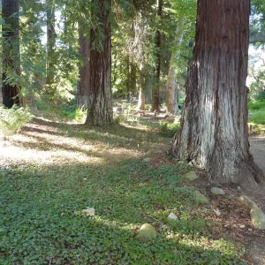 Redwood Section