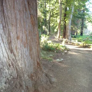 Redwood Section