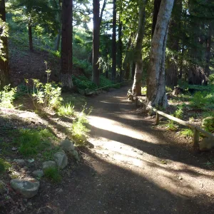 Redwood Section
