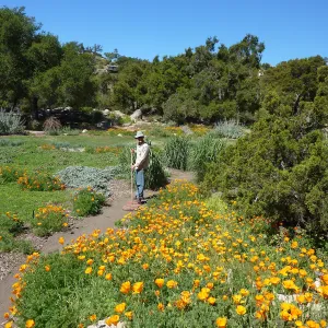 Gardener in the Meadow, SBBG