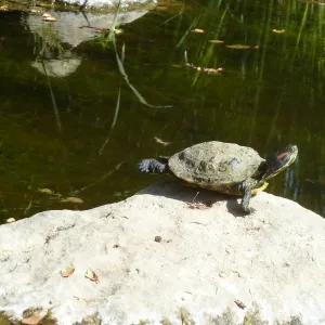 Creek Critters, childrens class