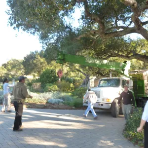 Delivery and placement of two new oak trees (Coastal Live Oak) in the Meadow Oaks display
