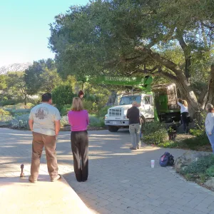 Delivery and placement of two new oak trees (Coastal Live Oak) in the Meadow Oaks display