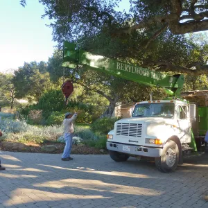 Delivery and placement of two new oak trees (Coastal Live Oak) in the Meadow Oaks display