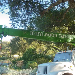 Delivery and placement of two new oak trees (Coastal Live Oak) in the Meadow Oaks display