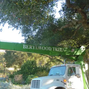 Delivery and placement of two new oak trees (Coastal Live Oak) in the Meadow Oaks display