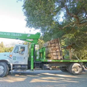 Delivery and placement of two new oak trees (Coastal Live Oak) in the Meadow Oaks display