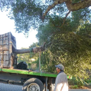 Delivery and placement of two new oak trees (Coastal Live Oak) in the Meadow Oaks display