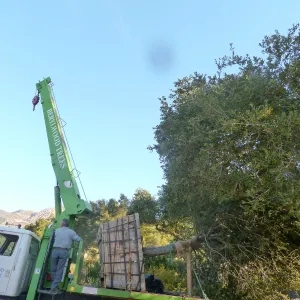 Delivery and placement of two new oak trees (Coastal Live Oak) in the Meadow Oaks display