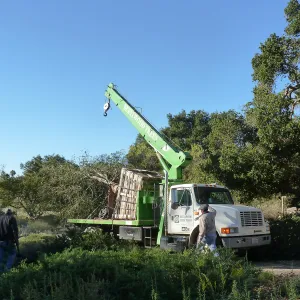 Delivery and placement of two new oak trees (Coastal Live Oak) n the Meadow Oaks display