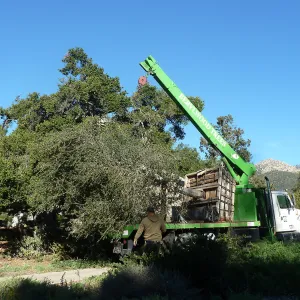 Delivery and placement of two new oak trees (Coastal Live Oak) in the Meadow Oaks display