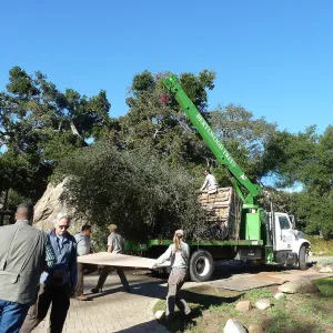 Delivery and placement of two new oak trees (Coastal Live Oak) in the Meadow Oaks display
