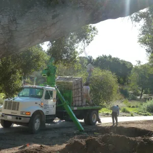 Delivery and placement of two new oak trees (Coastal Live Oak) in the Meadow Oaks display