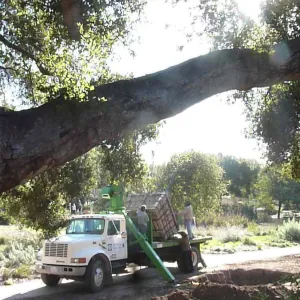 Delivery and placement of two new oak trees (Coastal Live Oak) in the Meadow Oaks display